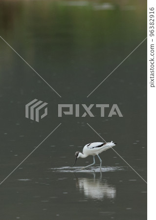 Creatures, wild birds, stilts, migrating in autumn. Foraging at the paddy field we stopped by 96382916
