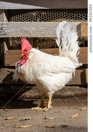 Cock 96382984