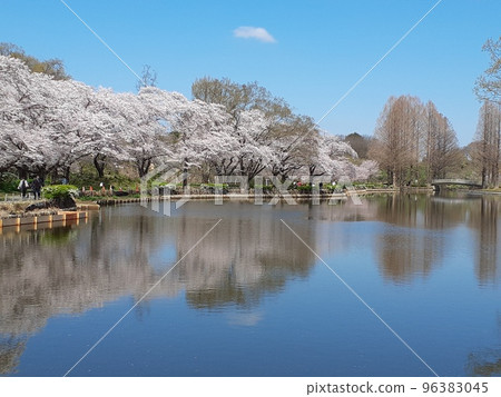 春暖花開，櫻花盛開，水鏡9 96383045