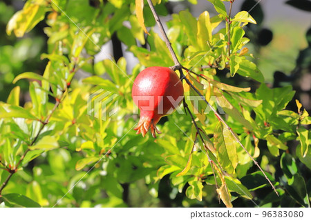red pomegranate fruit 96383080