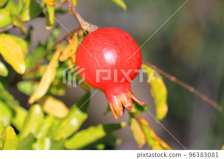 紅石榴果實 紅石榴果實 96383081