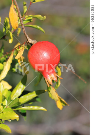 紅石榴果實 紅石榴果實 96383082