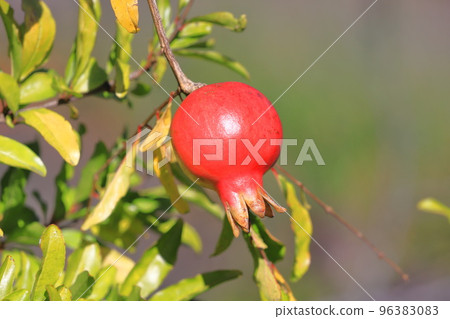 紅石榴果實 96383083
