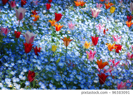 Tulip field 96383091