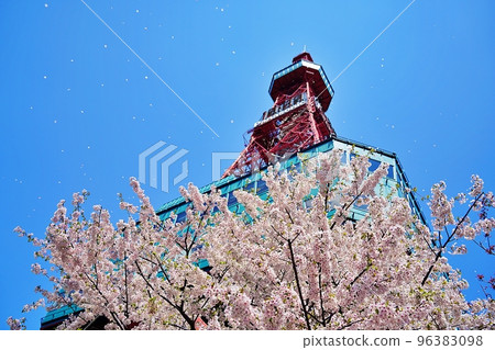 櫻花和札幌電視塔 96383098