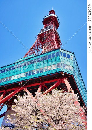 櫻花和札幌電視塔 96383099