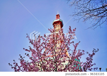 Sakura and Sapporo TV Tower 96383105