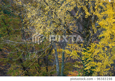 銀杏秋林黃葉 銀杏秋林黃葉 96383198