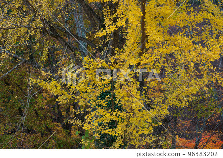 銀杏秋林黃葉 銀杏秋林黃葉 96383202