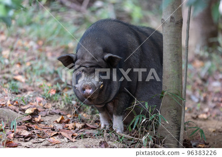 小豬慢慢走 小豬慢慢走 96383226