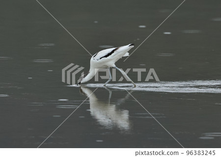 Creatures Wild birds Stilts, foraging. It swings its beak left and right in the water and walks around at a good speed. 96383245