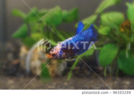 Betta female Betta female 96383289