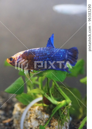 Betta female 96383290
