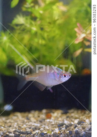 Tyric Ballatanago 96383293