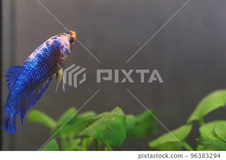 Betta female 96383294