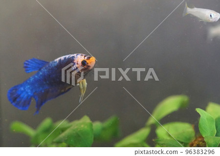 Betta female Betta female 96383296