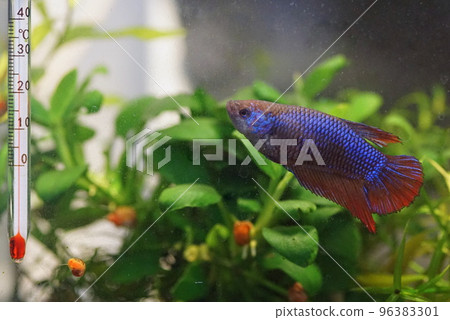 Betta female Betta female 96383301