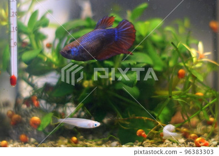 Betta female 96383303