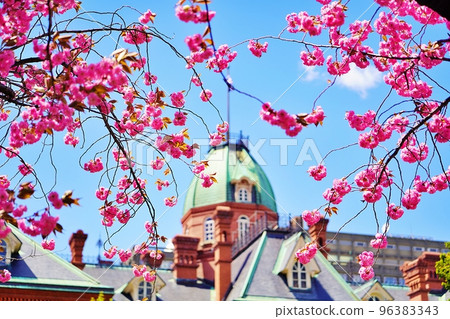 Cherry blossoms of the former Hokkaido Government Office 96383343