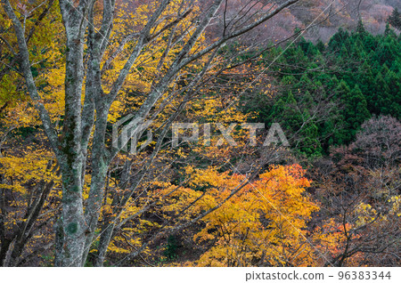 Doshi's Autumn Leaves Forest Autumn Forest Doshi Village Forest 96383344