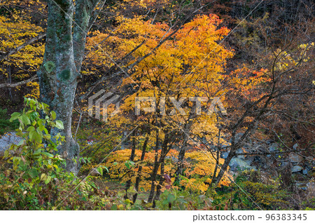 多西的秋葉林 秋天的森林 多西村的森林 96383345