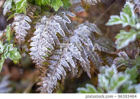 五顏六色的野花上的霜(禦原湖周邊) 五顏六色的野花上的霜(禦原湖周邊) 96383464