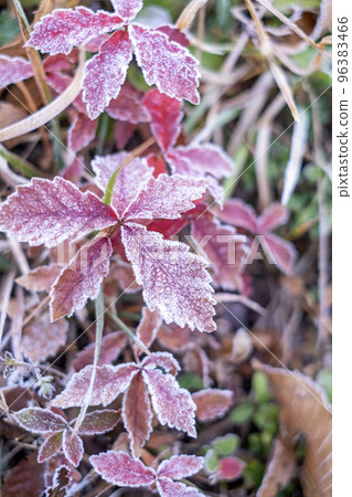 Frost on colorful wildflowers (around Lake Onbara) 96383466