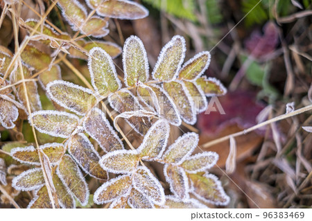 五顏六色的野花上的霜(禦原湖周邊) 五顏六色的野花上的霜(禦原湖周邊) 96383469