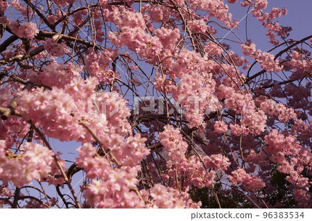 Weeping cherry tree in full bloom 96383534