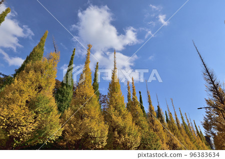 神宮外苑銀杏樹5 96383634