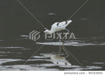 Creatures Wild Birds Stilts, beautiful wild birds. One of the nicest birds to meet in Japan 96383660
