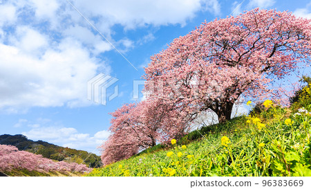 南伊豆町下鴨的川津櫻花 96383669