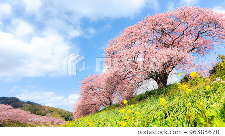 南伊豆町下鴨的河津櫻花（柔焦） 96383670
