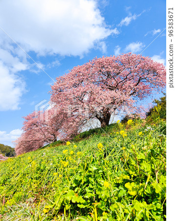 南伊豆町下鴨的川津櫻花 96383671