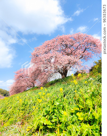 南伊豆町下鴨的河津櫻花（柔焦） 96383673