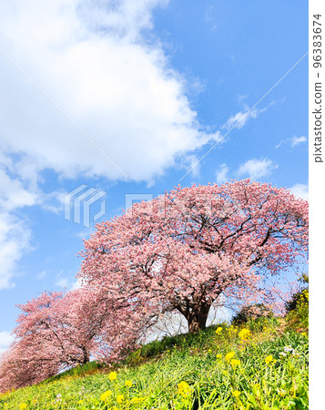 南伊豆町下鴨的川津櫻花 南伊豆町下鴨的川津櫻花 96383674