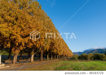 Metasequoia Namiki Makino Town in Shiga Metasequoia Namiki Makino Town in Shiga 96383728