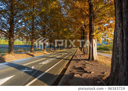 Metasequoia Namiki Makino Town in Shiga Metasequoia Namiki Makino Town in Shiga 96383729