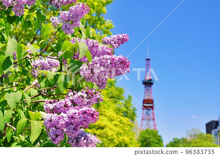 Lilac of Sapporo-shi Odori Park 96383735