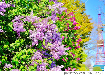 札幌市大通公園的丁香 札幌市大通公園的丁香 96383739