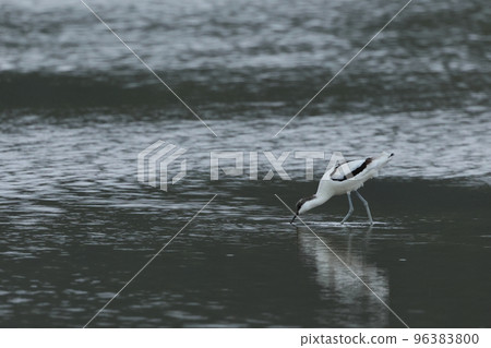 生物,野鳥,高蹺,秋天的石垣島。在安靜的稻田裡享用美食 生物,野鳥,高蹺,秋天的石垣島。在安靜的稻田裡享用美食 96383800