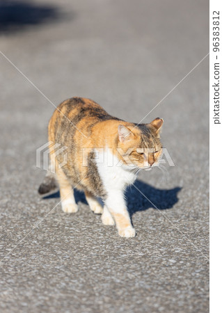 cat walking with a sour face cat walking with a sour face 96383812