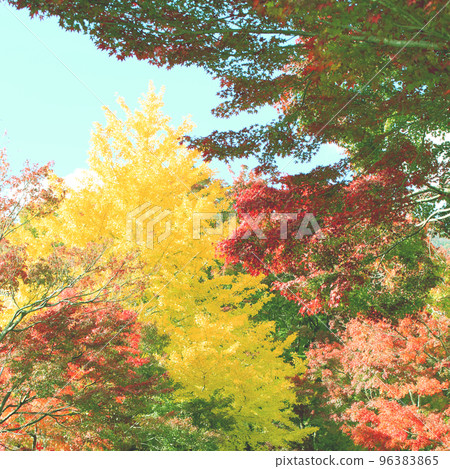 Autumn leaves Autumn leaves 96383865