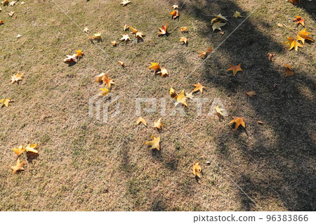 Fallen leaves of Momigiba Fut Fallen leaves of Momigiba Fut 96383866