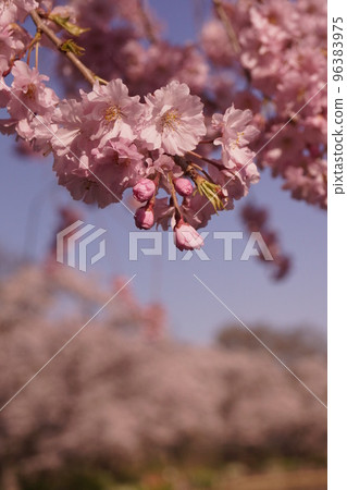 Cherry tree in full bloom  96383975
