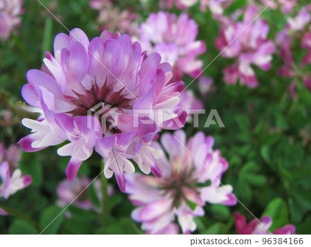 虹膜的花 96384166
