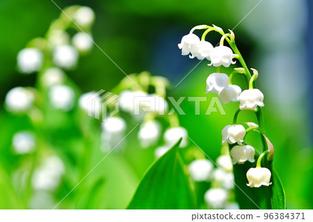 鈴蘭 鈴蘭 96384371