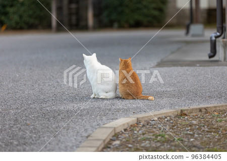 A white cat and a brown cat who are on good terms A white cat and a brown cat who are on good terms 96384405