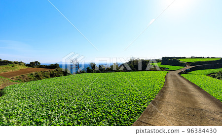 An overwhelming amount of radish and cabbage fields 96384430
