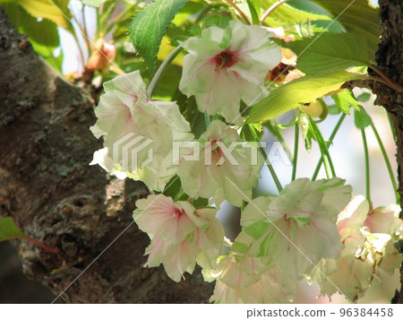 綠色櫻花 綠色櫻花 96384458